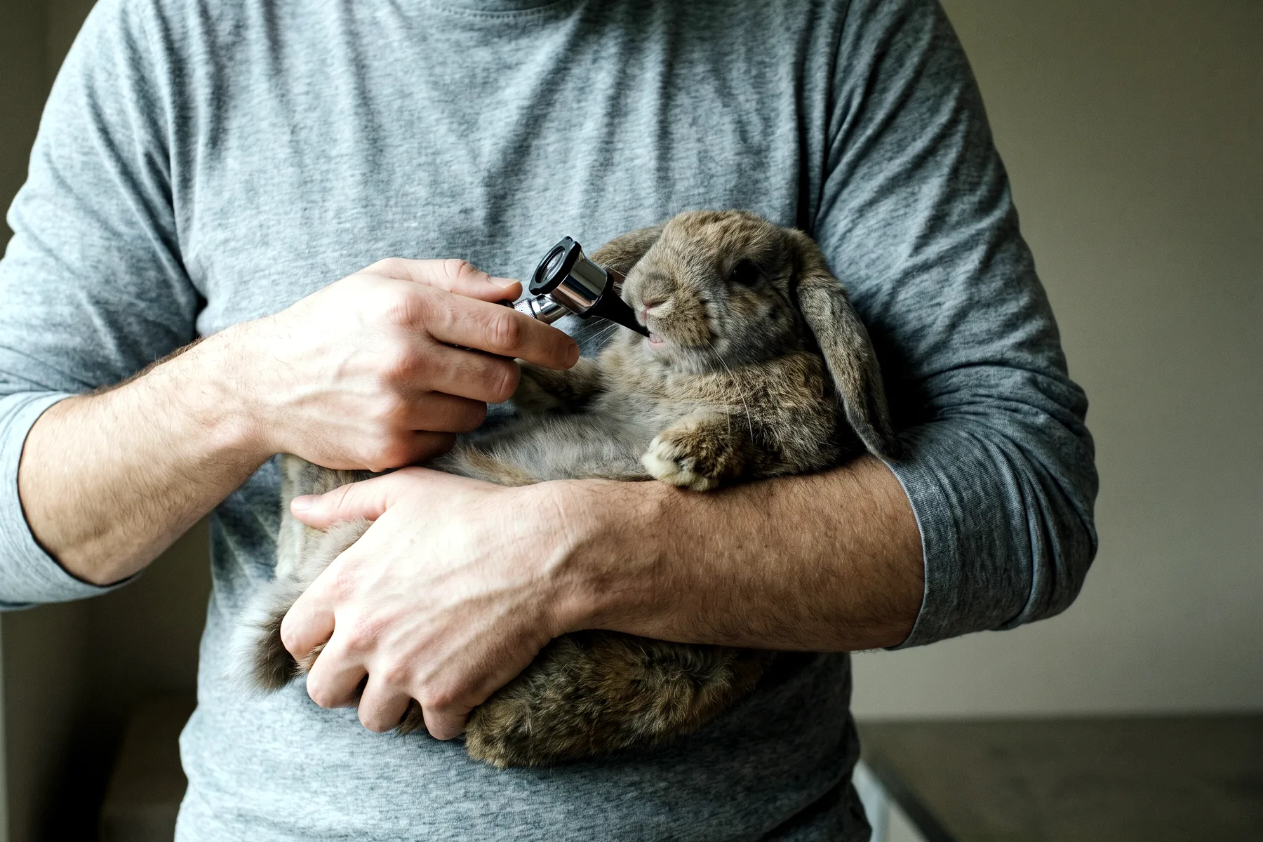 Mains examinant la bouche d'un lapin tenu contre le buste, à l'aide d'un otoscope