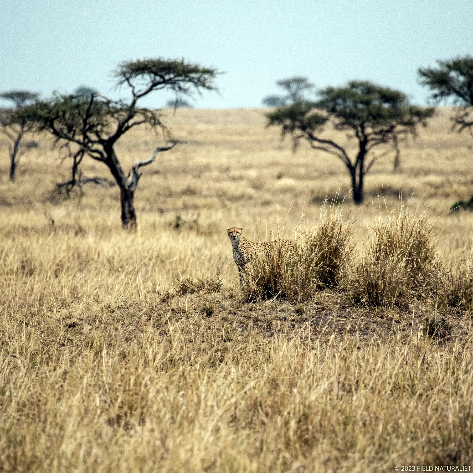 Milieu de vie typique de l'espèce Acinonyx jubatus
