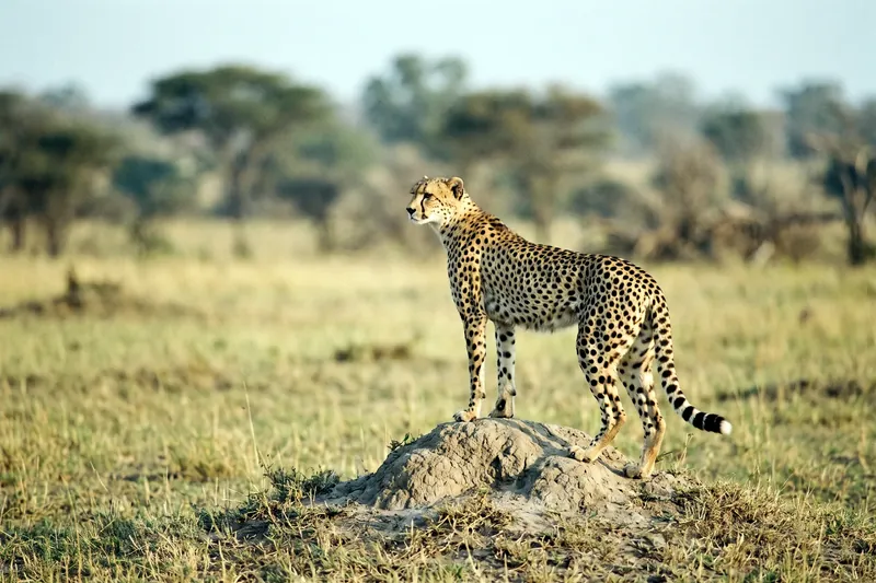 Guépard adulte au pelage fauve tacheté de noir, silhouette élancée et lignes lacrymales sombres, dans une savane herbeuse.