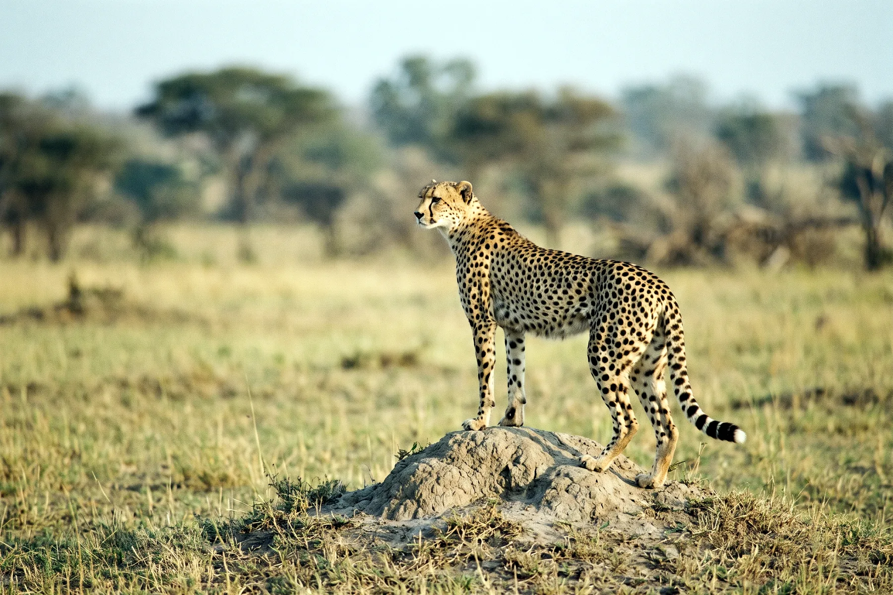 Guépard adulte au pelage fauve tacheté de noir, silhouette élancée et lignes lacrymales sombres, dans une savane herbeuse.