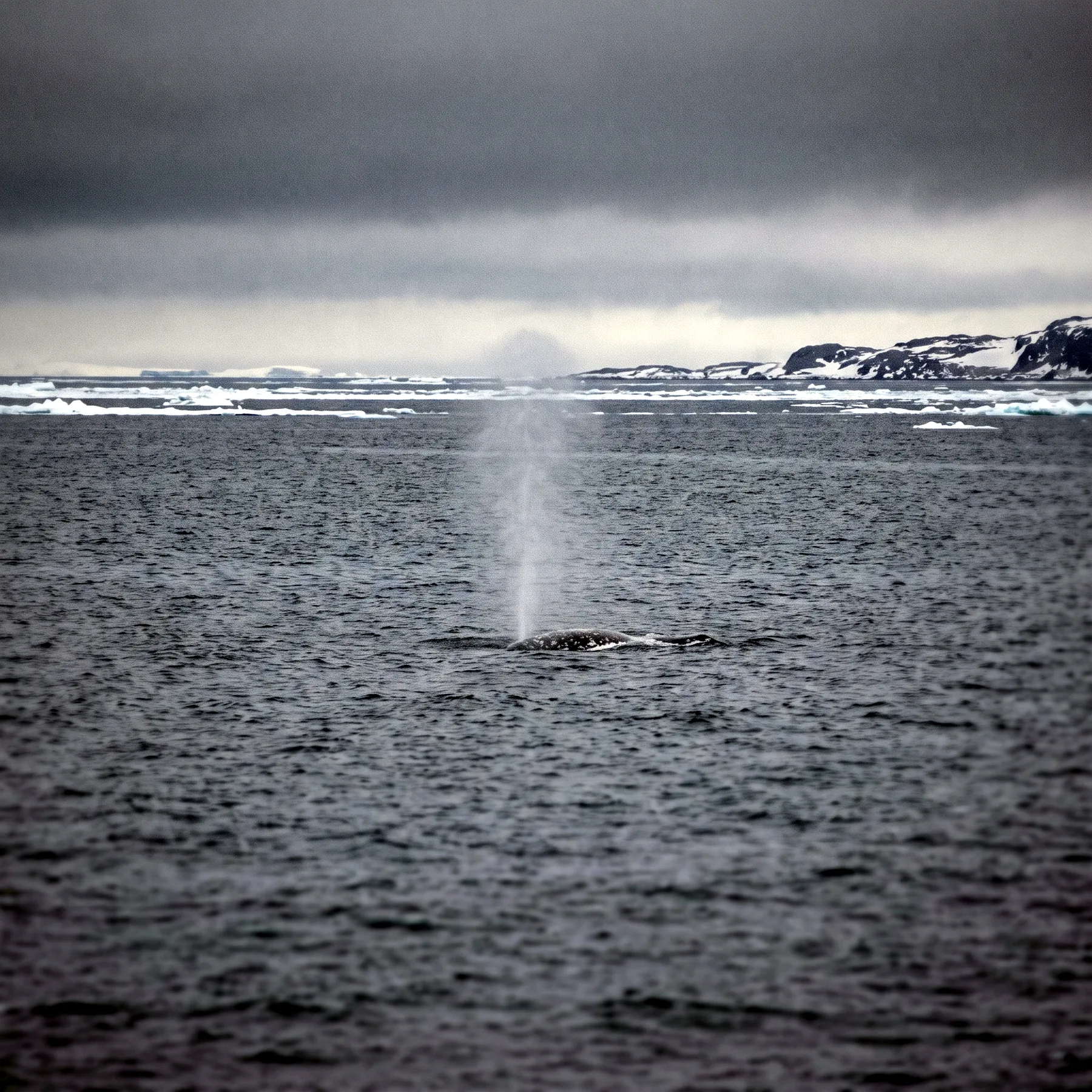 Milieu de vie typique de l'espèce Balaenoptera musculus