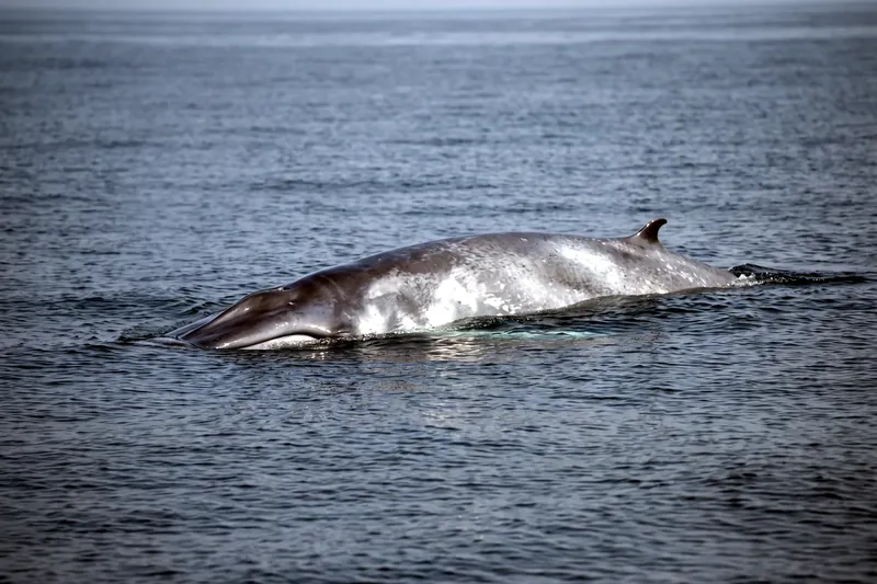 Baleine bleue nageant près de la surface, corps bleu-gris moucheté allongé et petite nageoire dorsale reculée