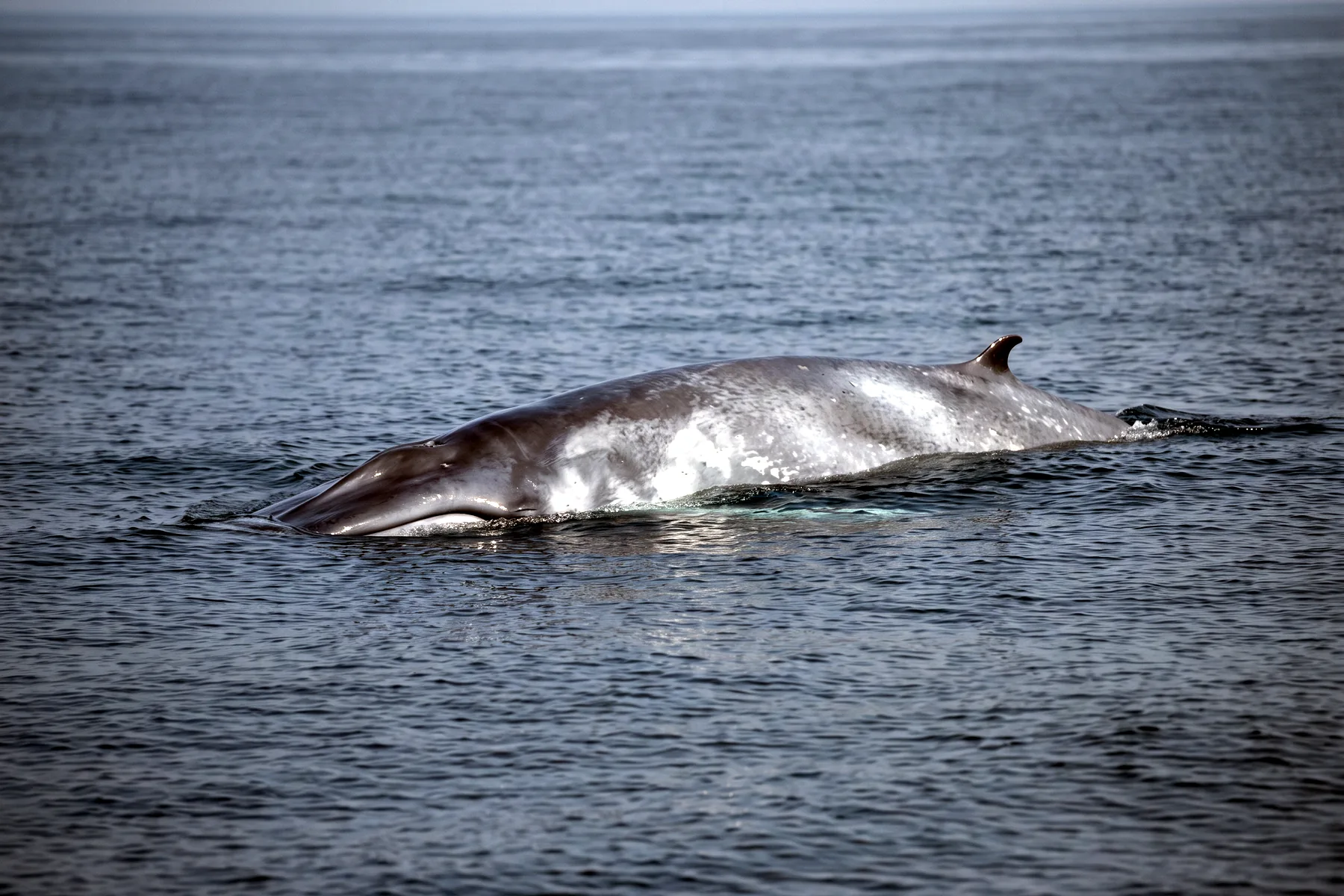 Baleine bleue nageant près de la surface, corps bleu-gris moucheté allongé et petite nageoire dorsale reculée