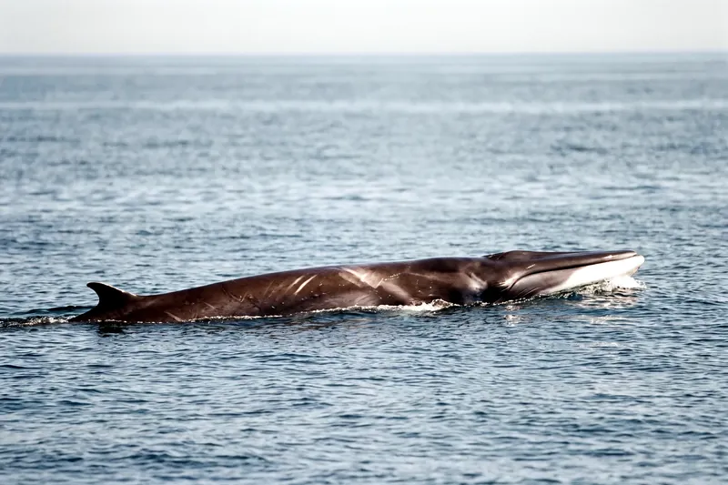 Rorqual commun nageant près de la surface, long corps gris-brun élancé, tête pointue et évent visible, mer bleue ouverte.