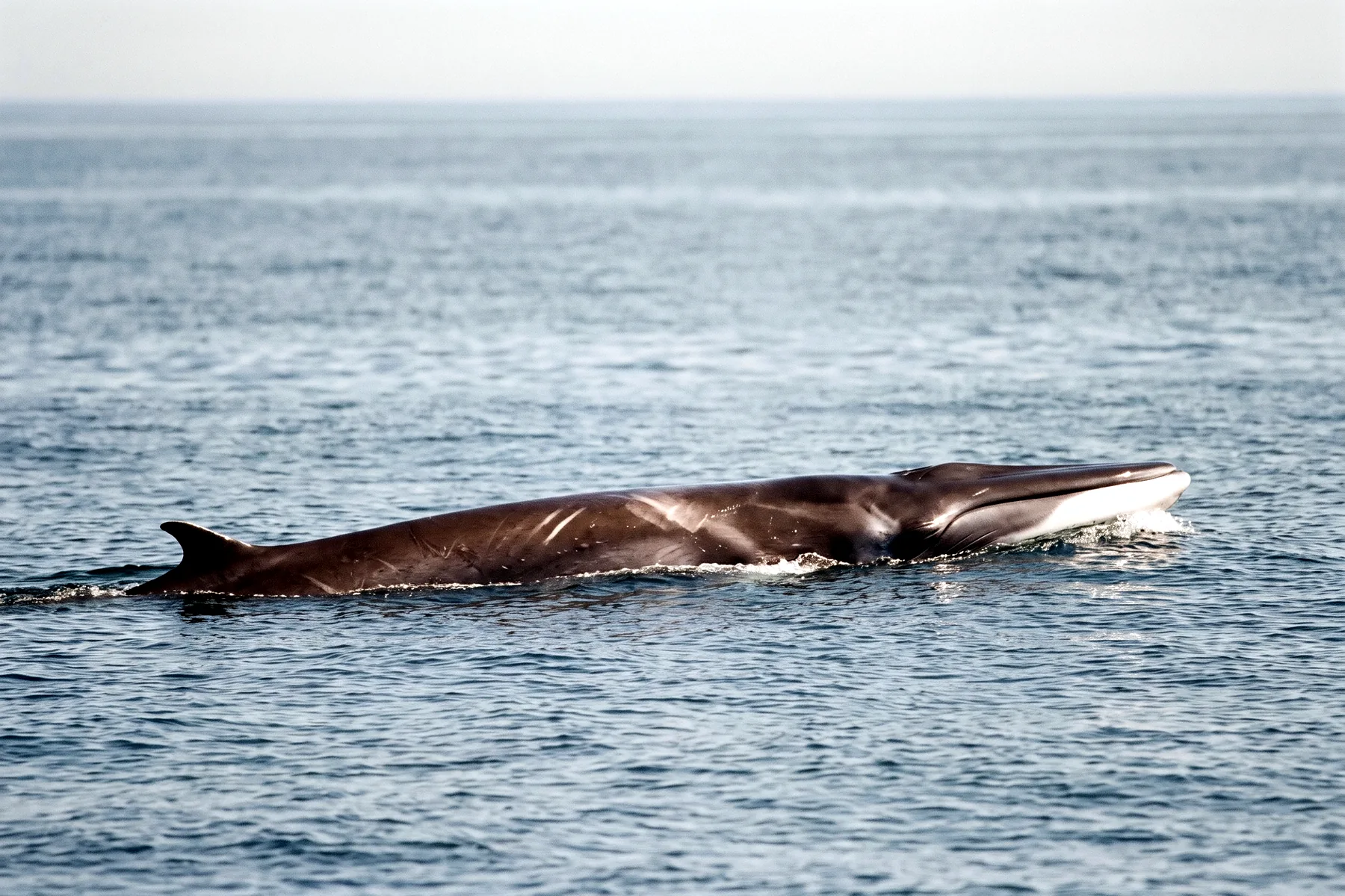 Rorqual commun nageant près de la surface, long corps gris-brun élancé, tête pointue et évent visible, mer bleue ouverte.