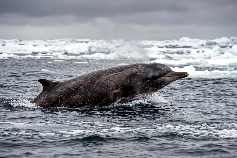 Baleine à bec sombre à long rostre nageant en surface dans une mer froide australe, dos arrondi et petite nageoire dorsale reculée.