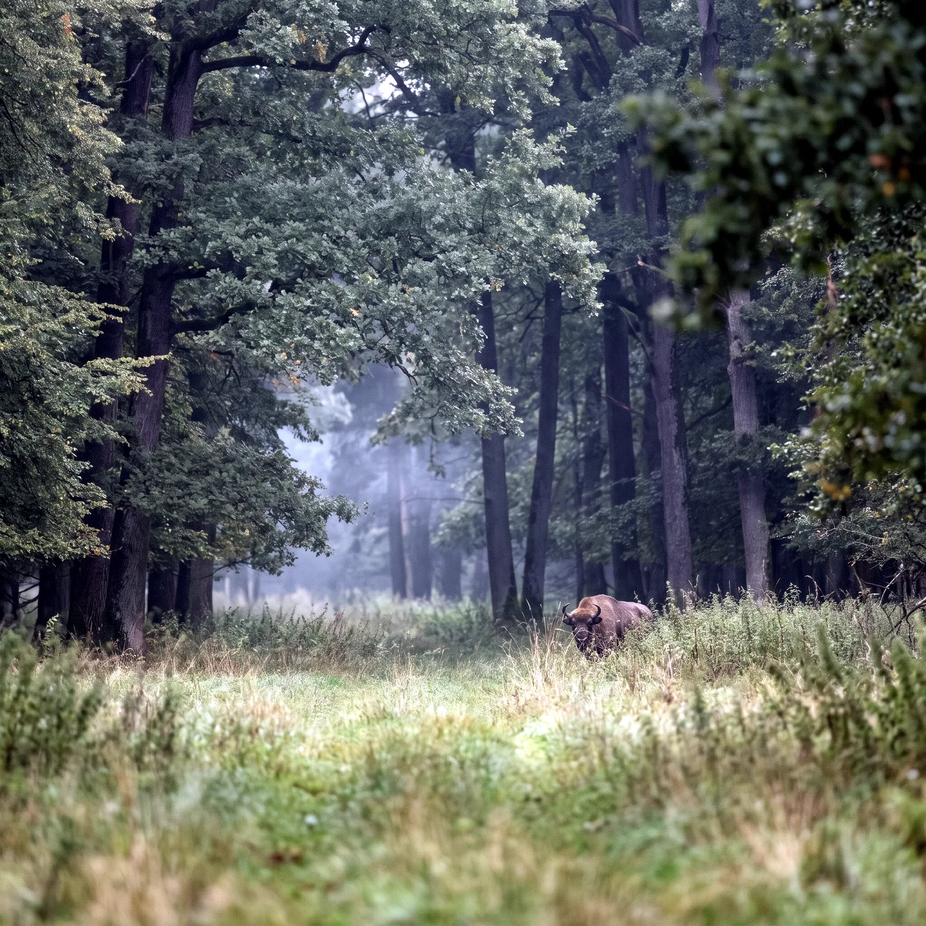 Milieu de vie typique de l'espèce Bison bonasus
