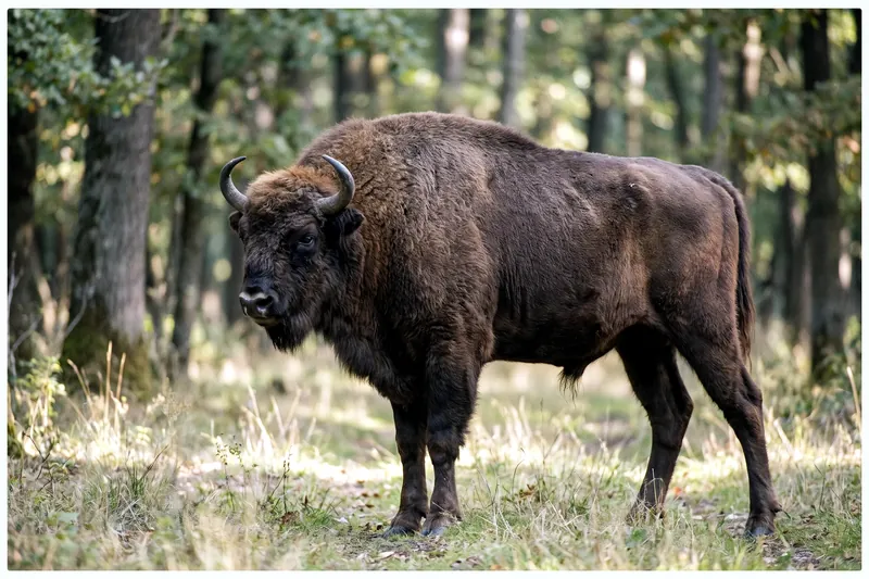 Bison d'Europe adulte à la robe brun-fauve, épaules massives, tête basse et cornes courtes, debout dans une clairière forestière.