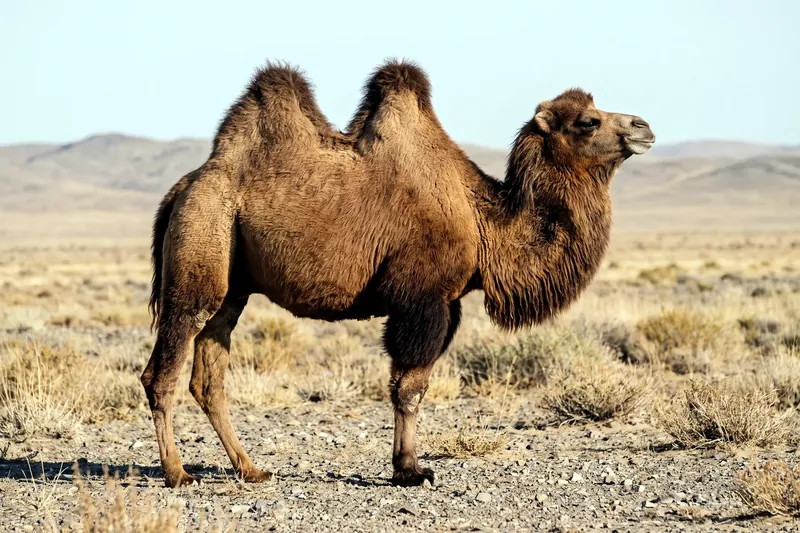 Chameau de Bactriane adulte à deux bosses, au pelage brun-fauve dense, debout dans une steppe désertique.