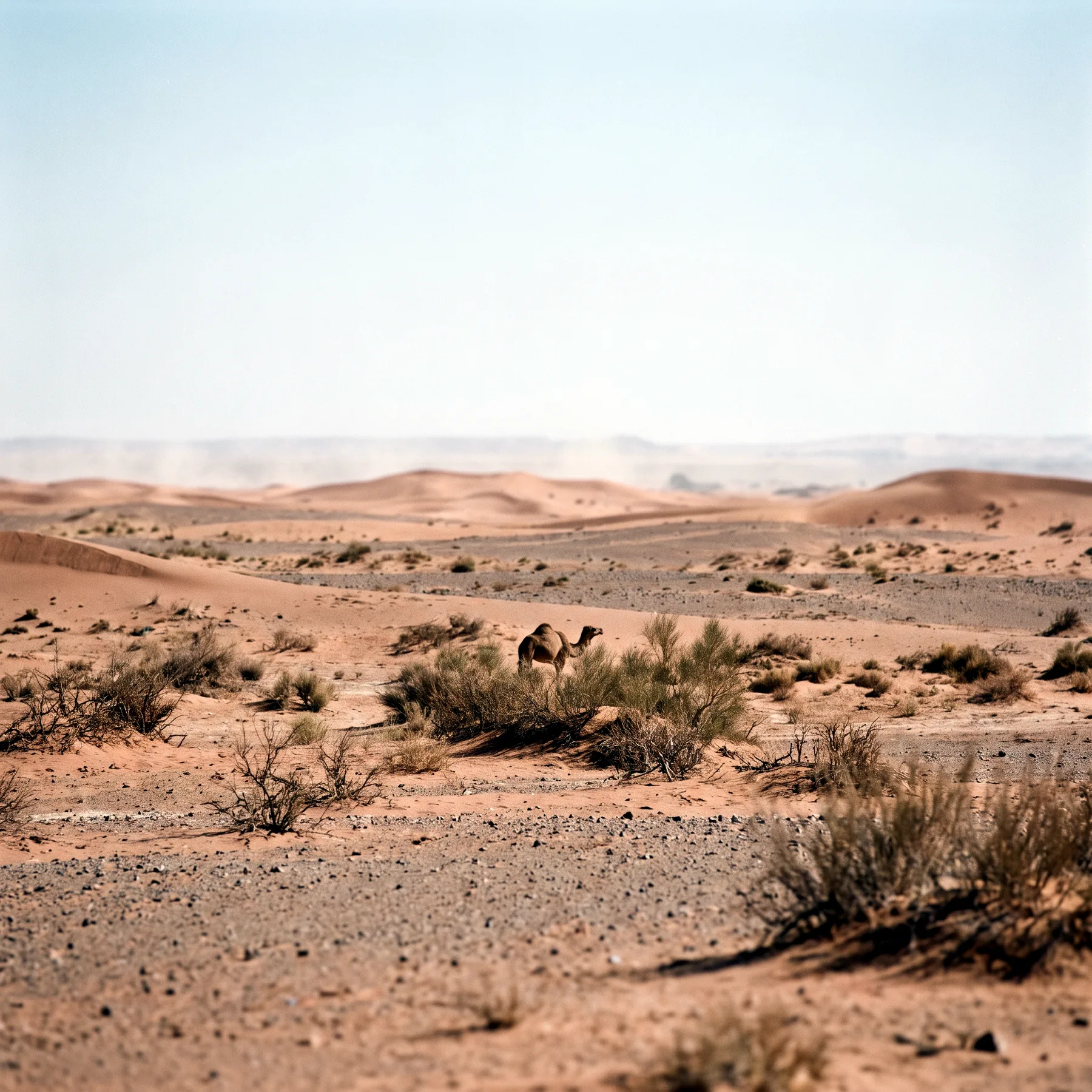 Milieu de vie typique de l'espèce Camelus dromedarius