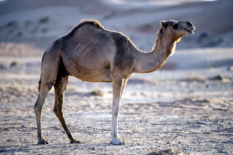 Dromadaire adulte au pelage fauve debout dans un désert de sable, une seule bosse sur le dos et longues pattes fines.