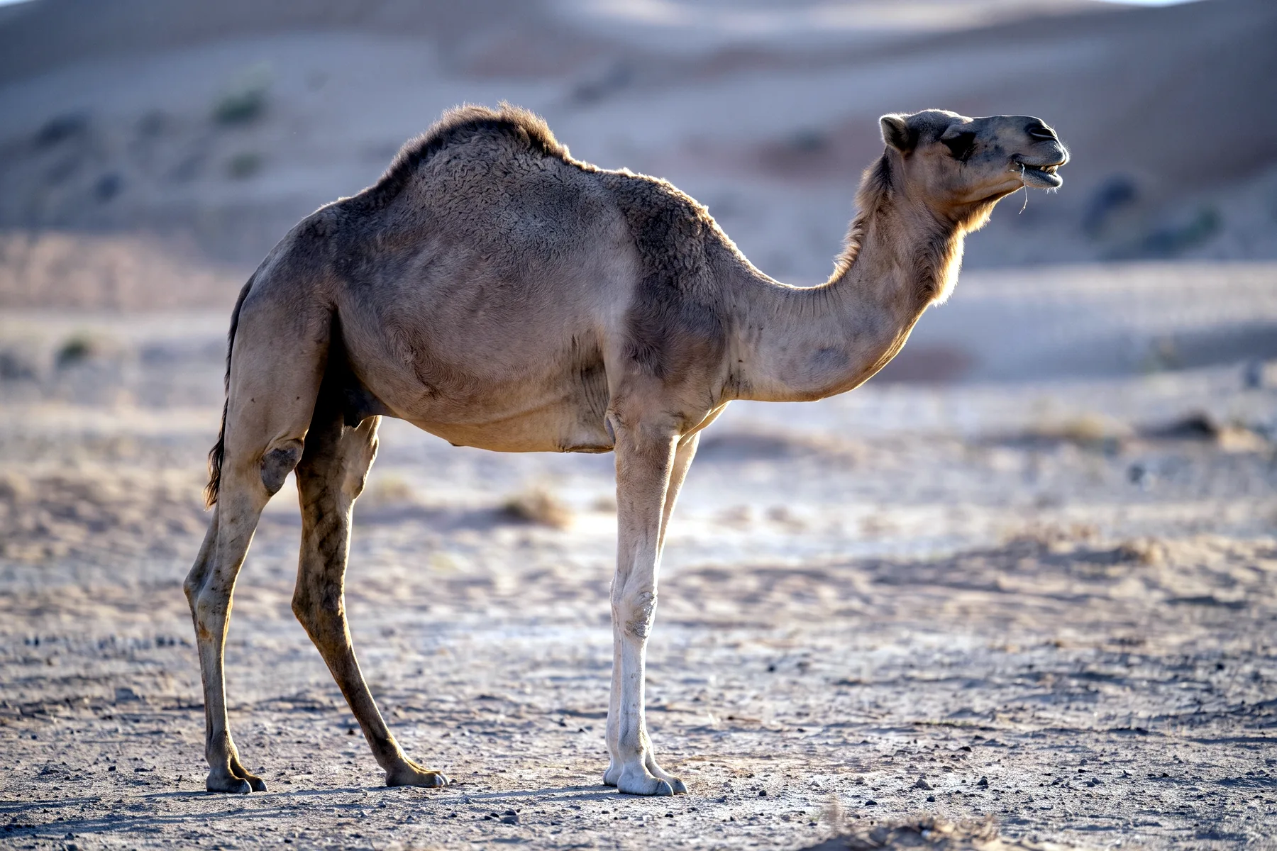 Dromadaire adulte au pelage fauve debout dans un désert de sable, une seule bosse sur le dos et longues pattes fines.
