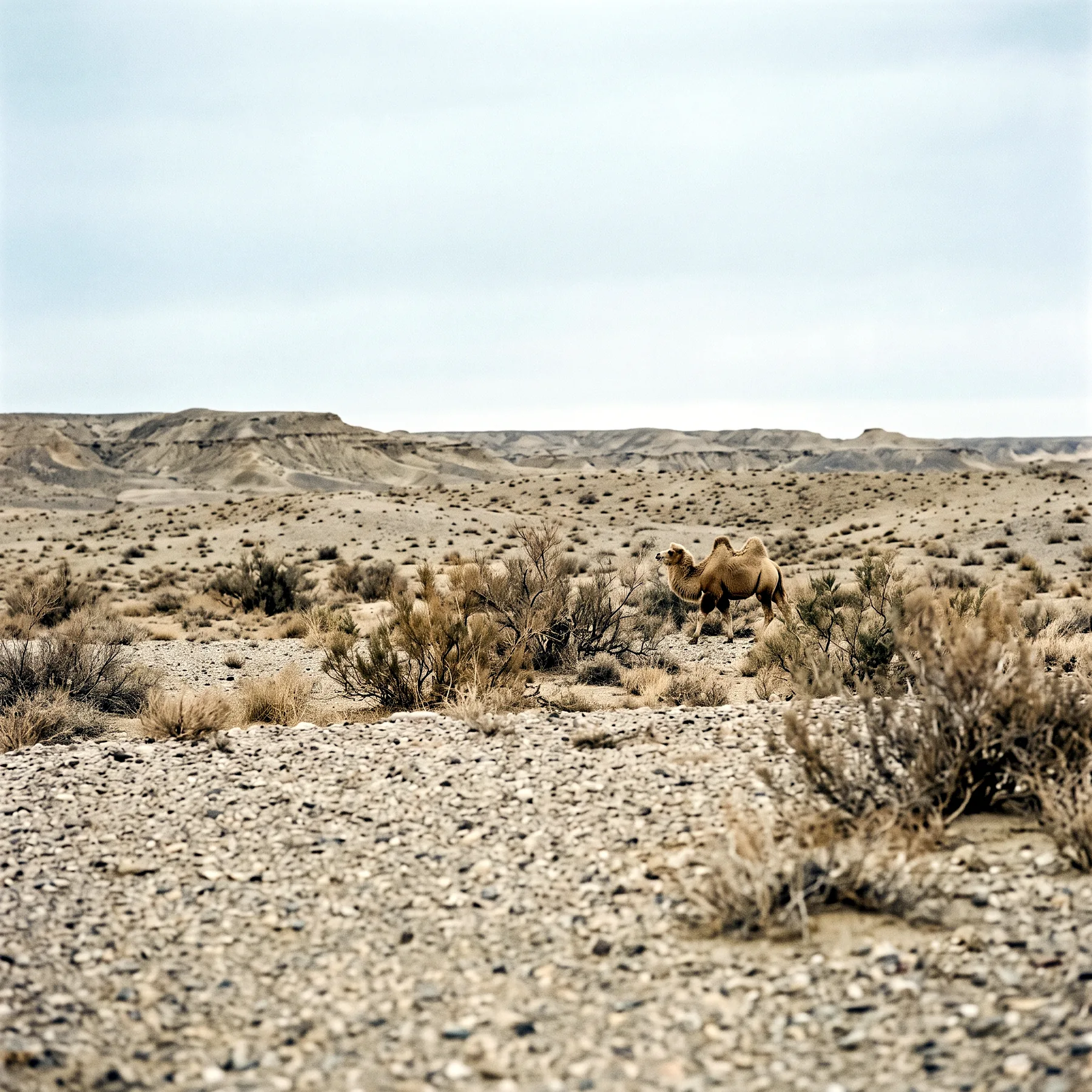 Milieu de vie typique de l'espèce Camelus ferus
