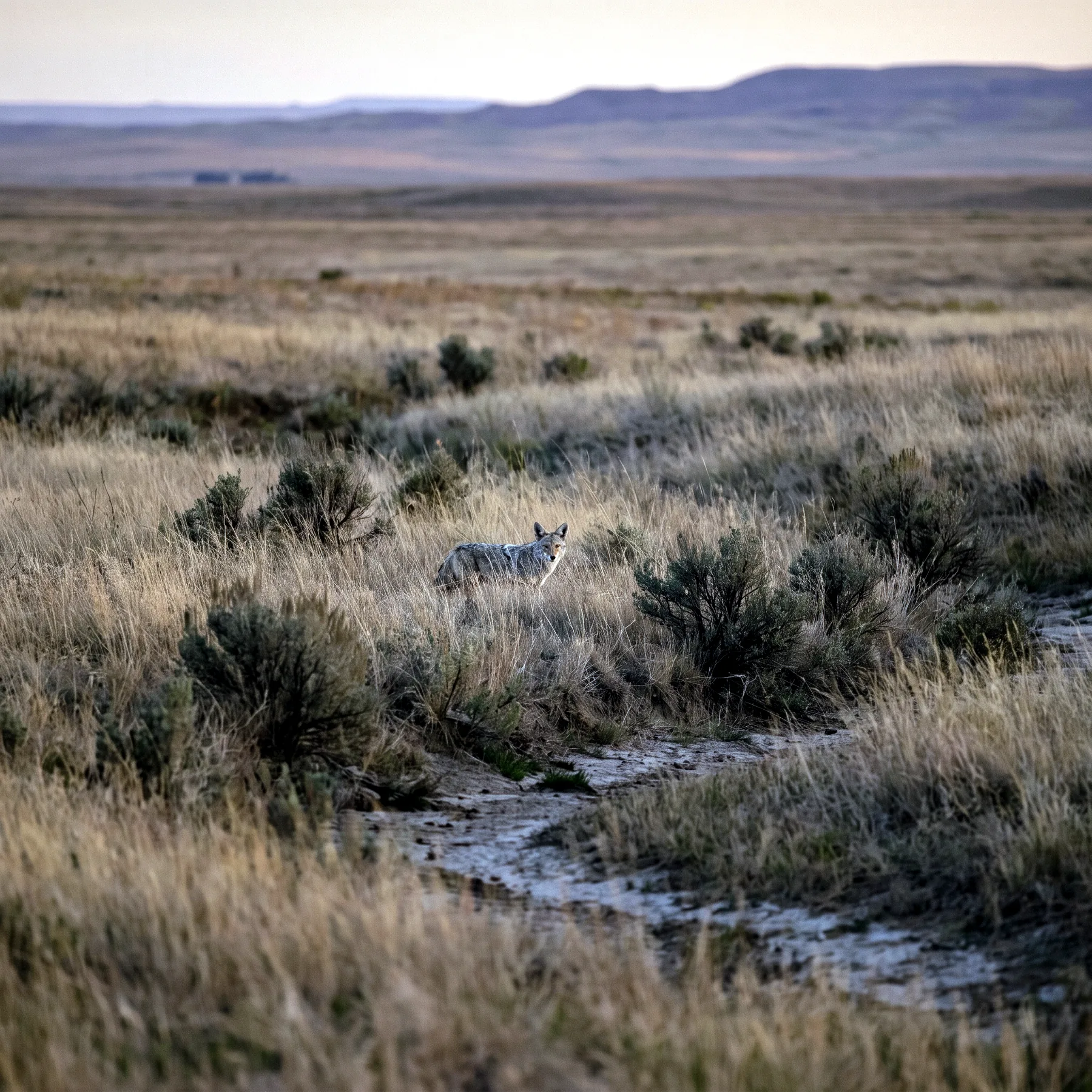 Milieu de vie typique de l'espèce Canis latrans