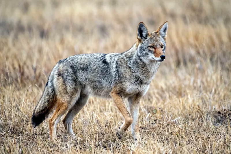 Coyote adulte au pelage gris-fauve, oreilles dressées et museau étroit, debout dans une prairie sèche.
