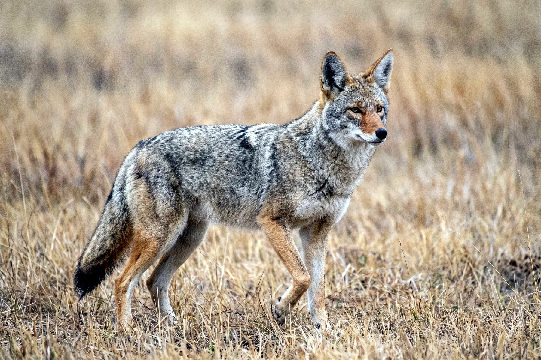 Coyote adulte au pelage gris-fauve, oreilles dressées et museau étroit, debout dans une prairie sèche.