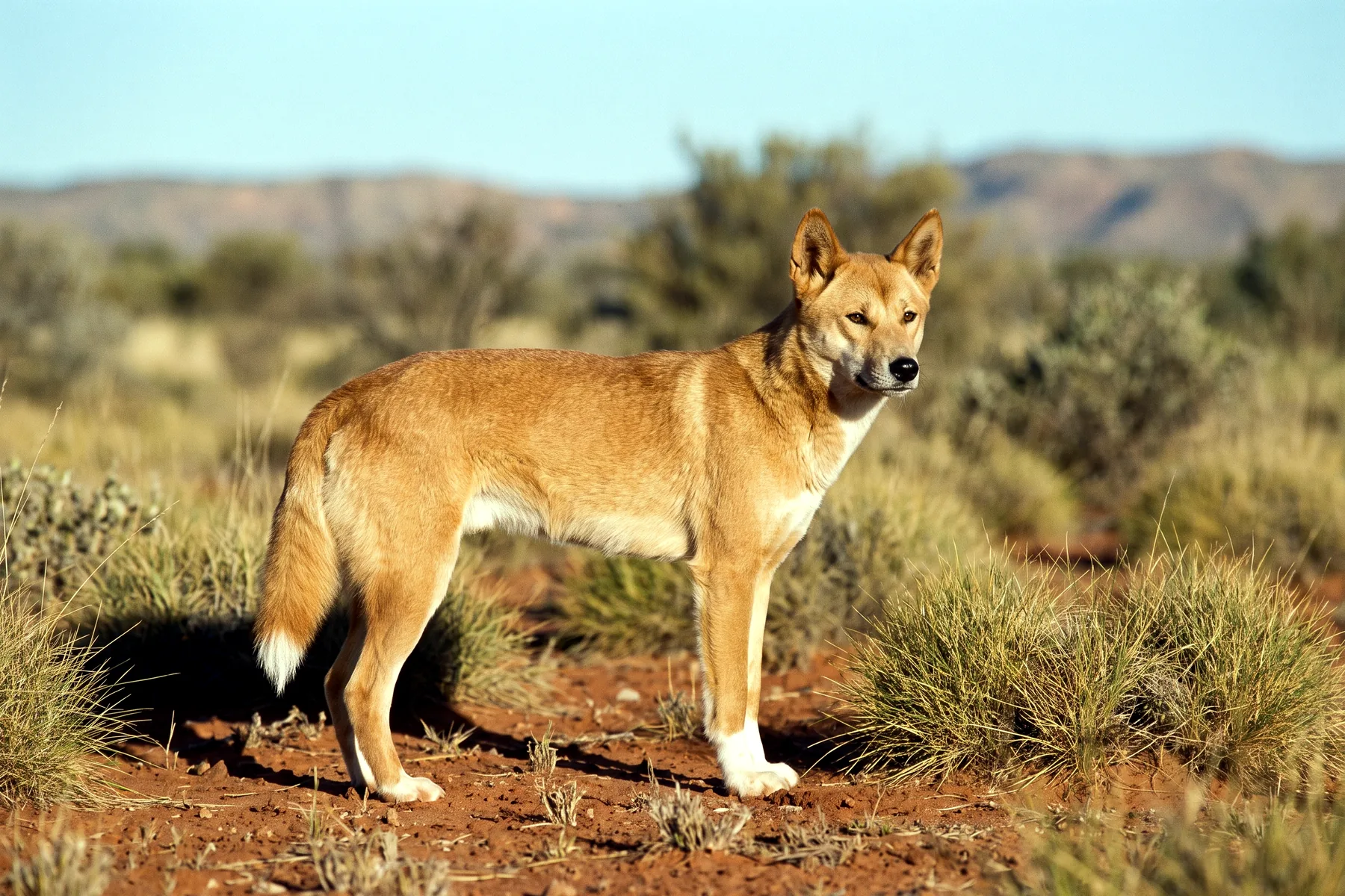 Dingo adulte au pelage fauve, oreilles dressées et queue touffue, debout de profil dans un paysage aride australien.