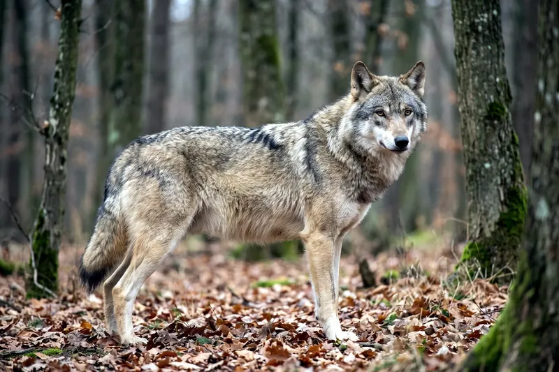Loup gris adulte au pelage gris fauve, debout de profil en forêt, oreilles dressées et queue tombante