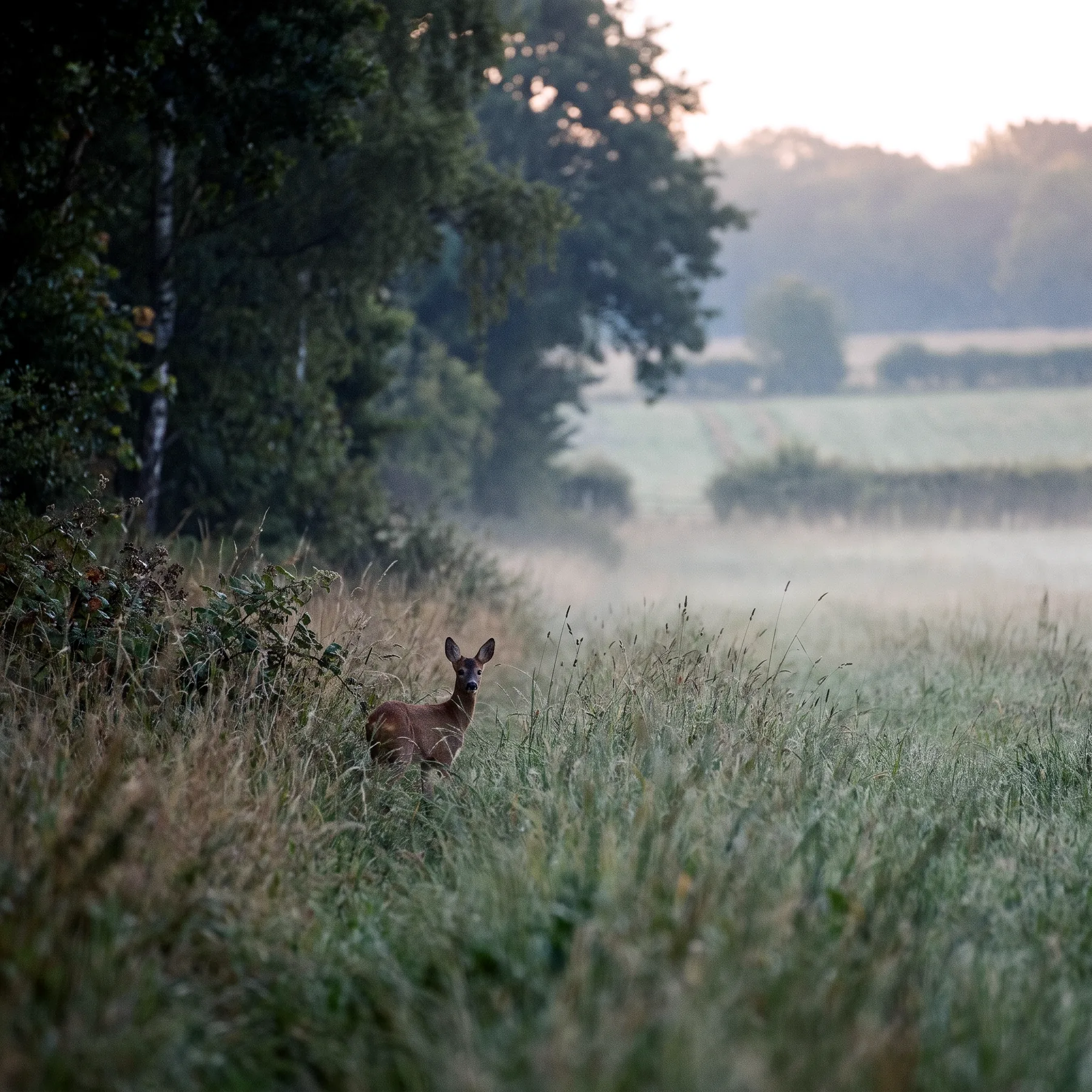 Milieu de vie typique de l'espèce Capreolus capreolus