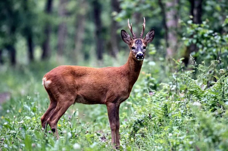 Chevreuil européen adulte au pelage roux d'été, à l'orée d'une forêt, montrant sa petite taille et ses grandes oreilles
