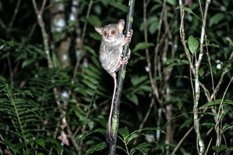Petit primate nocturne agrippé à une tige verticale, aux yeux énormes, longue queue nue et doigts terminés par des coussinets.
