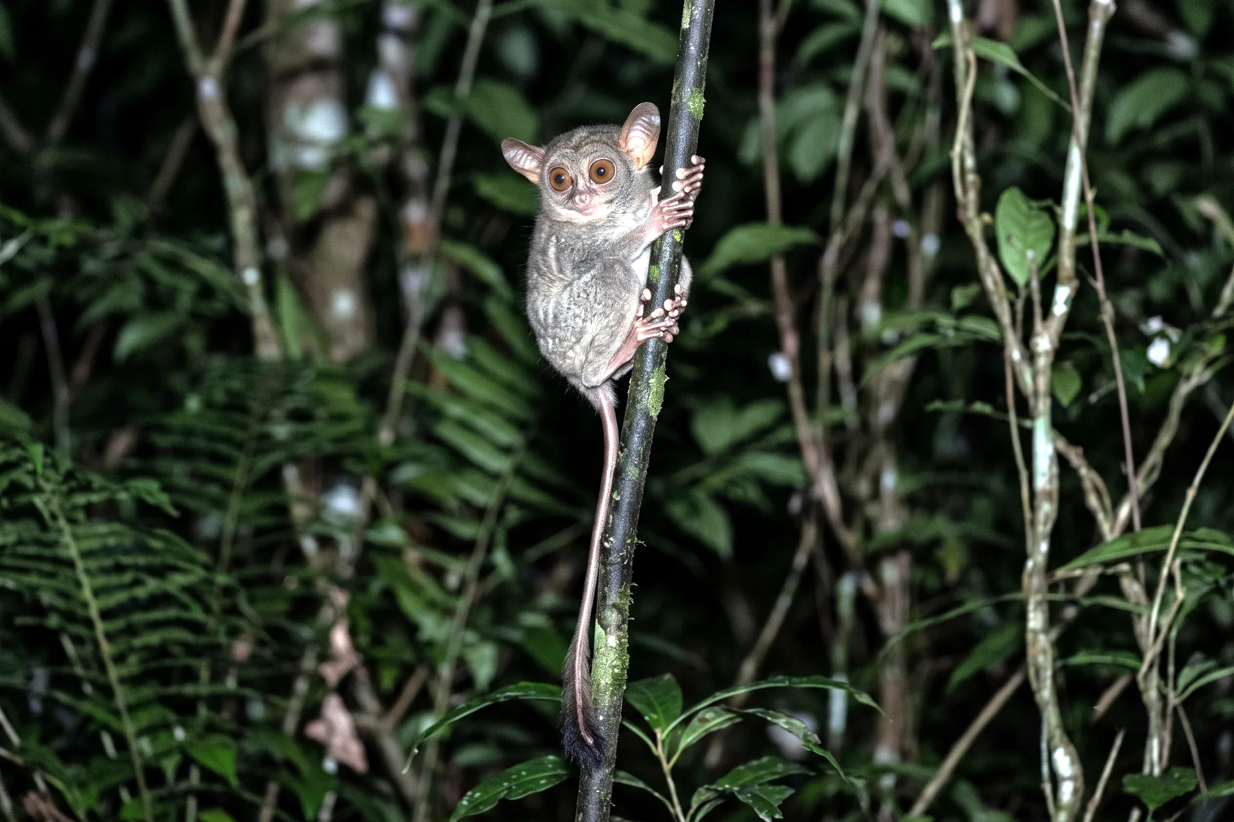 Petit primate nocturne agrippé à une tige verticale, aux yeux énormes, longue queue nue et doigts terminés par des coussinets.