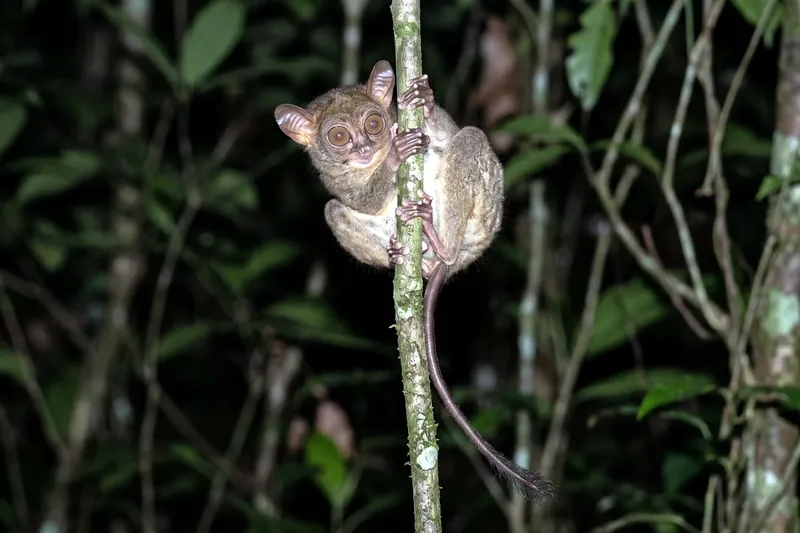 Petit primate au pelage brun-gris agrippé verticalement à une tige, immenses yeux ronds et longue queue nue terminée par une touffe.
