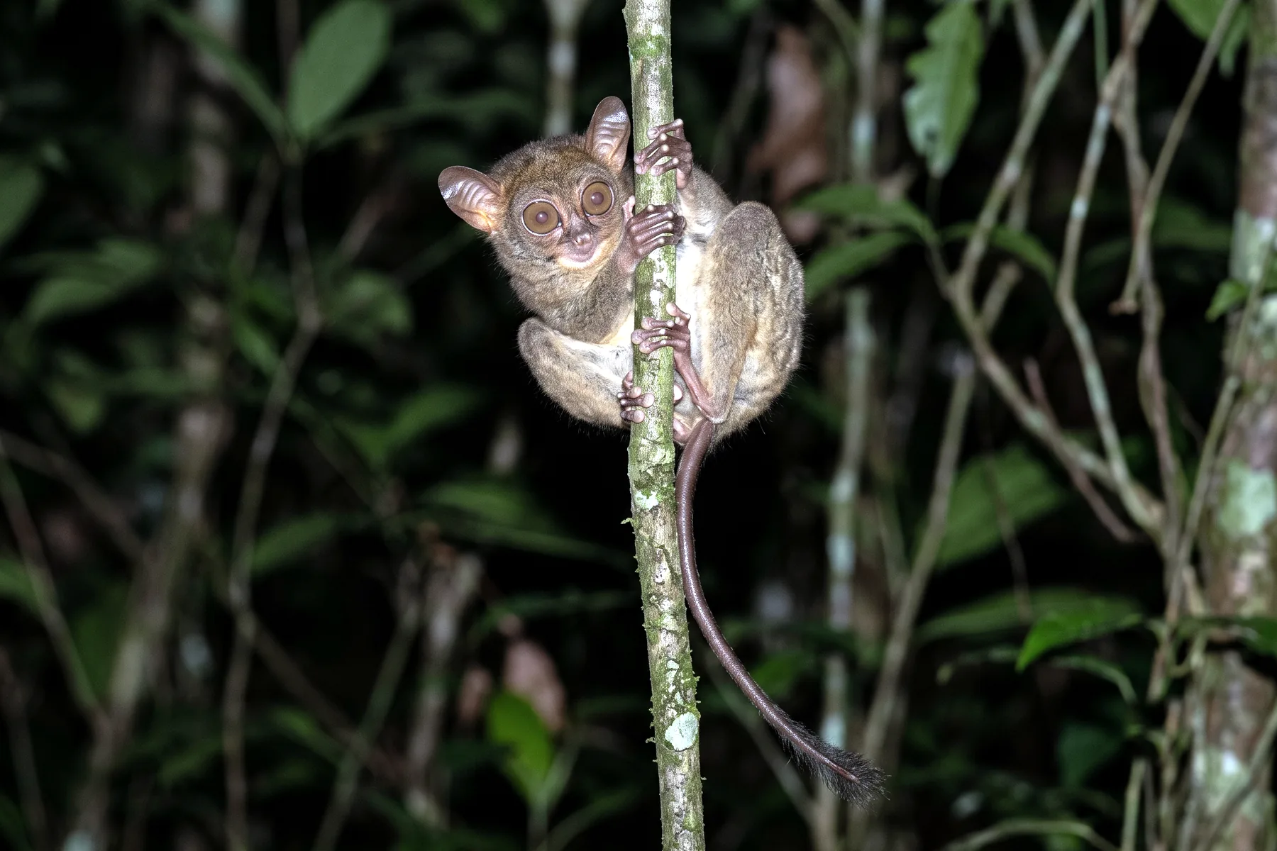 Petit primate au pelage brun-gris agrippé verticalement à une tige, immenses yeux ronds et longue queue nue terminée par une touffe.