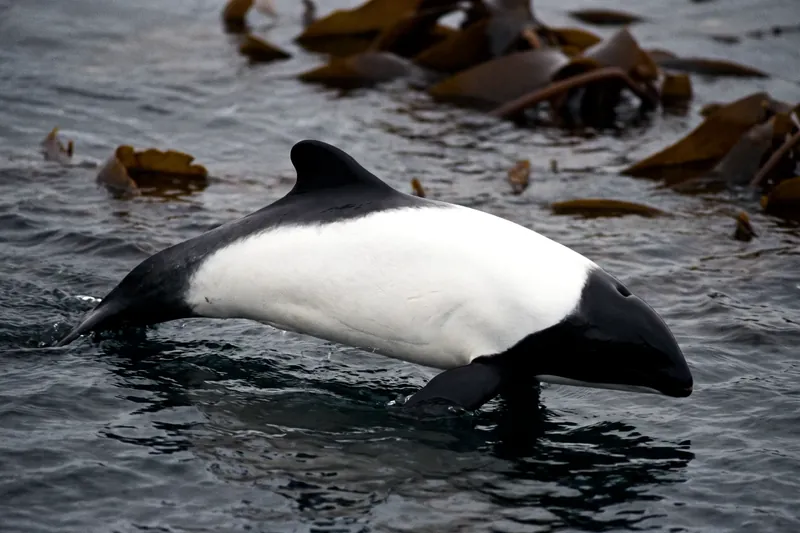 Petit dauphin trapu à livrée noir et blanc contrastée, tête et nageoires noires, flancs et gorge blancs, nageant en eau froide.