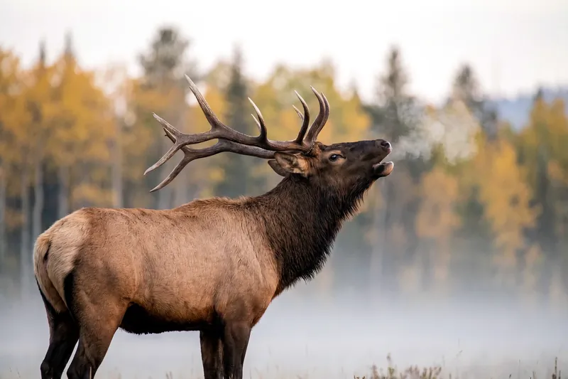 Wapiti mâle adulte de profil, pelage brun-fauve, cou sombre et croupion clair, portant de grands bois ramifiés.