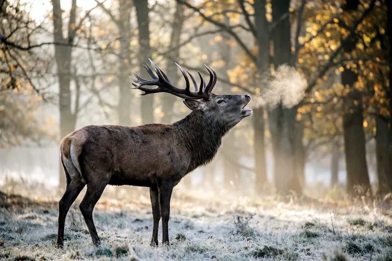 Cerf élaphe mâle adulte au pelage brun-roux, bois ramifiés dressés, debout dans une clairière forestière en automne.
