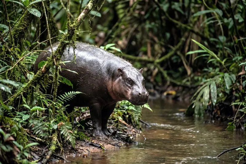 Hippopotame pygmée adulte à la peau brun-noir luisante, museau arrondi et pattes courtes, au bord d'un cours d'eau forestier.