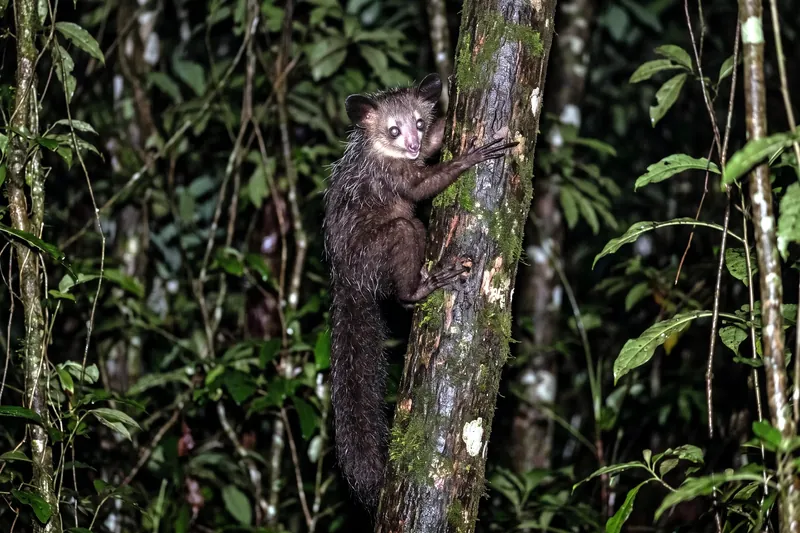 Aye-aye adulte au pelage brun-noir hérissé, grandes oreilles nues et doigt médian très allongé, agrippé à un tronc la nuit.