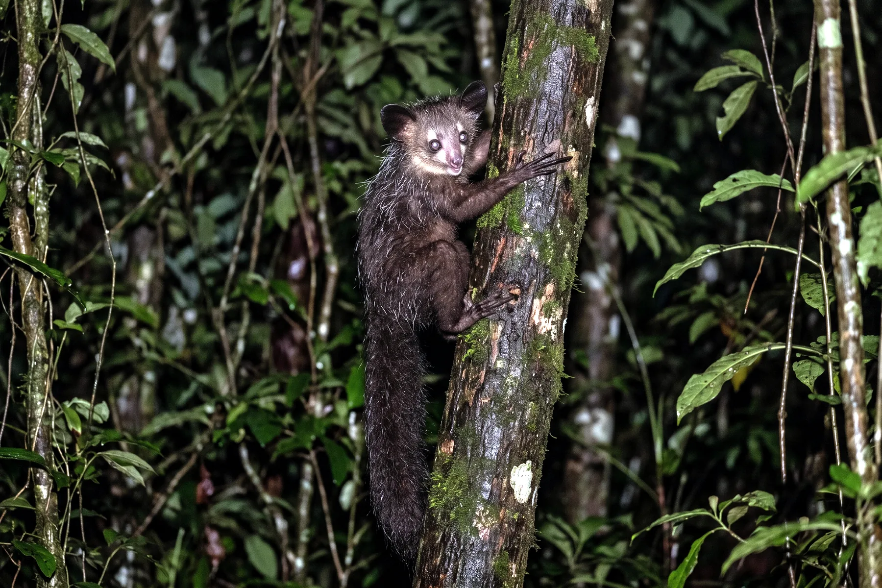 Aye-aye adulte au pelage brun-noir hérissé, grandes oreilles nues et doigt médian très allongé, agrippé à un tronc la nuit.