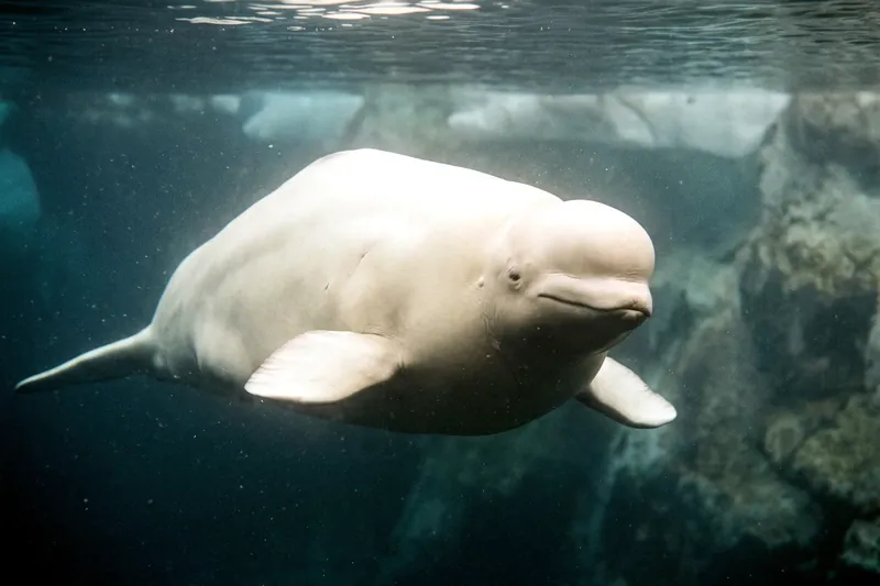 Béluga adulte blanc nageant près de la surface, corps trapu sans nageoire dorsale et front bombé bien visible.