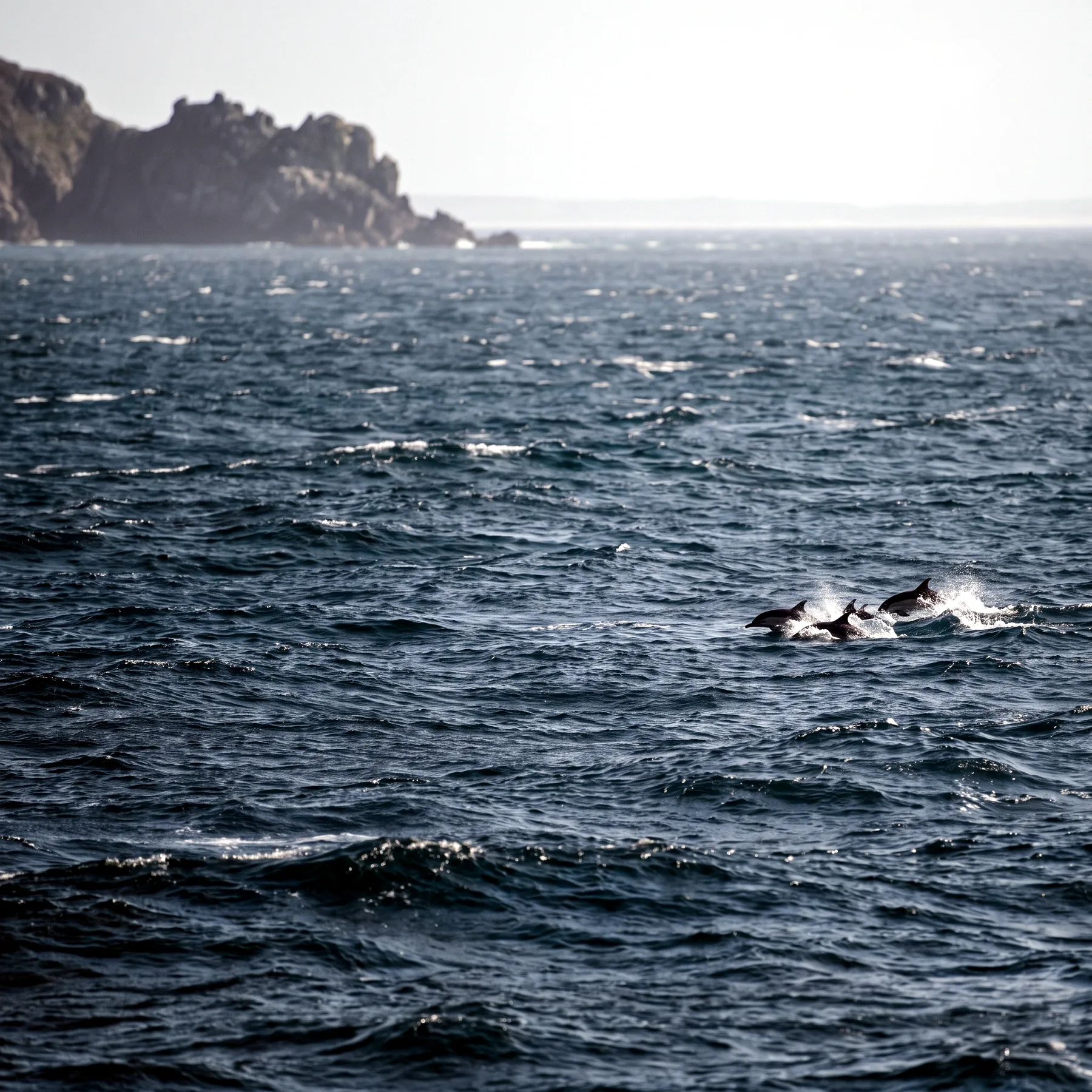 Milieu de vie typique de l'espèce Delphinus delphis