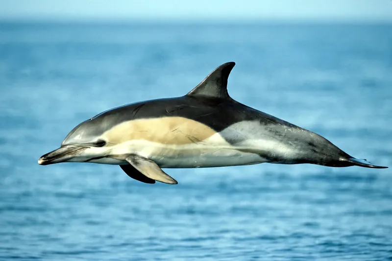 Dauphin commun à bec court nageant près de la surface, flanc marqué d'un motif en sablier ocre et gris pâle.