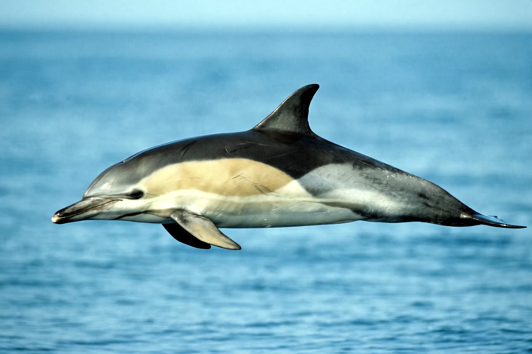 Dauphin commun à bec court nageant près de la surface, flanc marqué d'un motif en sablier ocre et gris pâle.