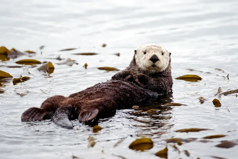 Loutre de mer flottant sur le dos à la surface de l'eau, pattes repliées sur le ventre, pelage brun dense et tête pâle.