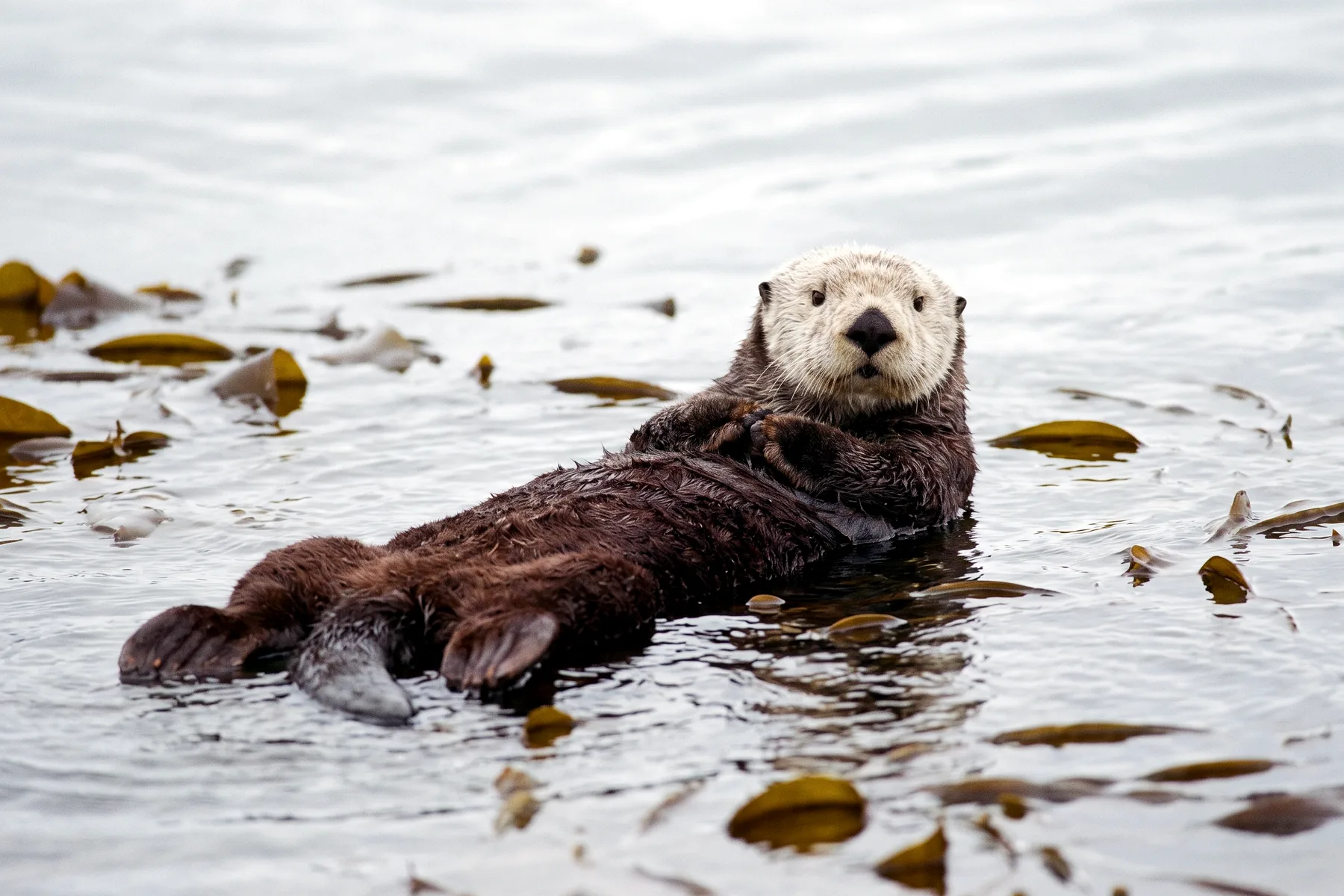 Loutre de mer flottant sur le dos à la surface de l'eau, pattes repliées sur le ventre, pelage brun dense et tête pâle.