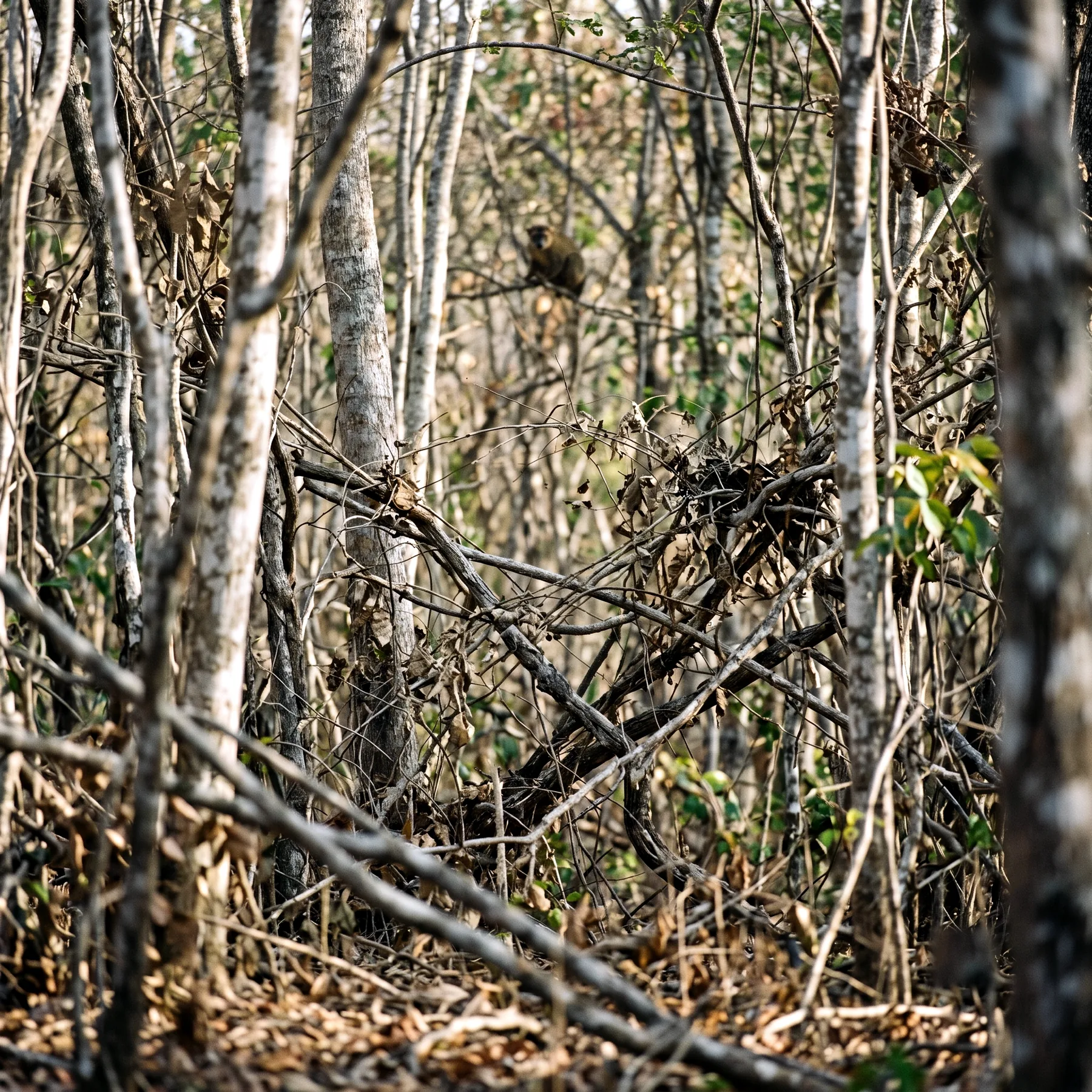 Milieu de vie typique de l'espèce Eulemur fulvus