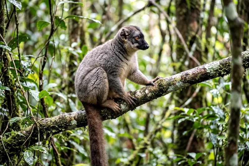 Lémur brun adulte au pelage brun-gris, à longue queue touffue et museau sombre, perché sur une branche en forêt.