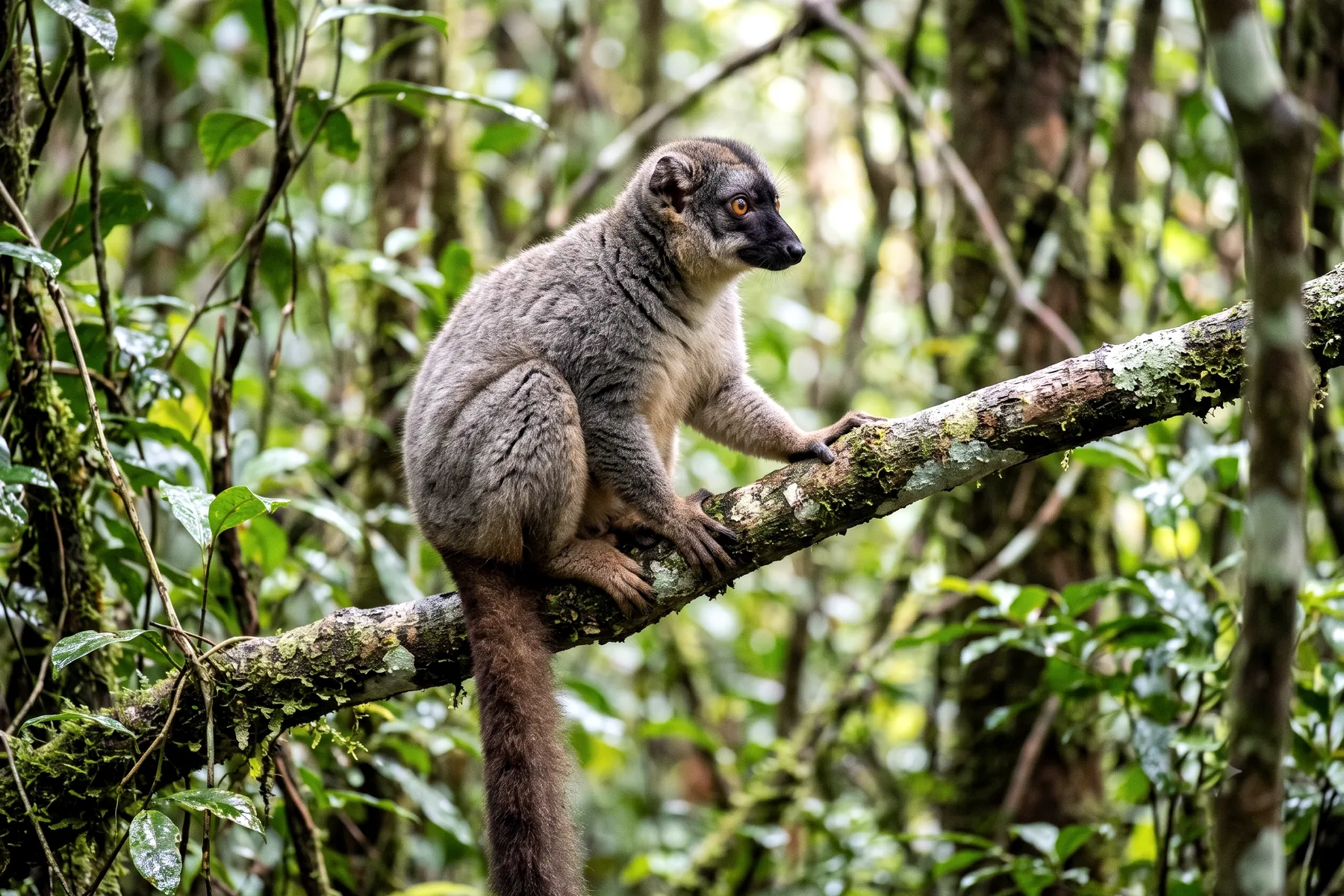 Lémur brun adulte au pelage brun-gris, à longue queue touffue et museau sombre, perché sur une branche en forêt.