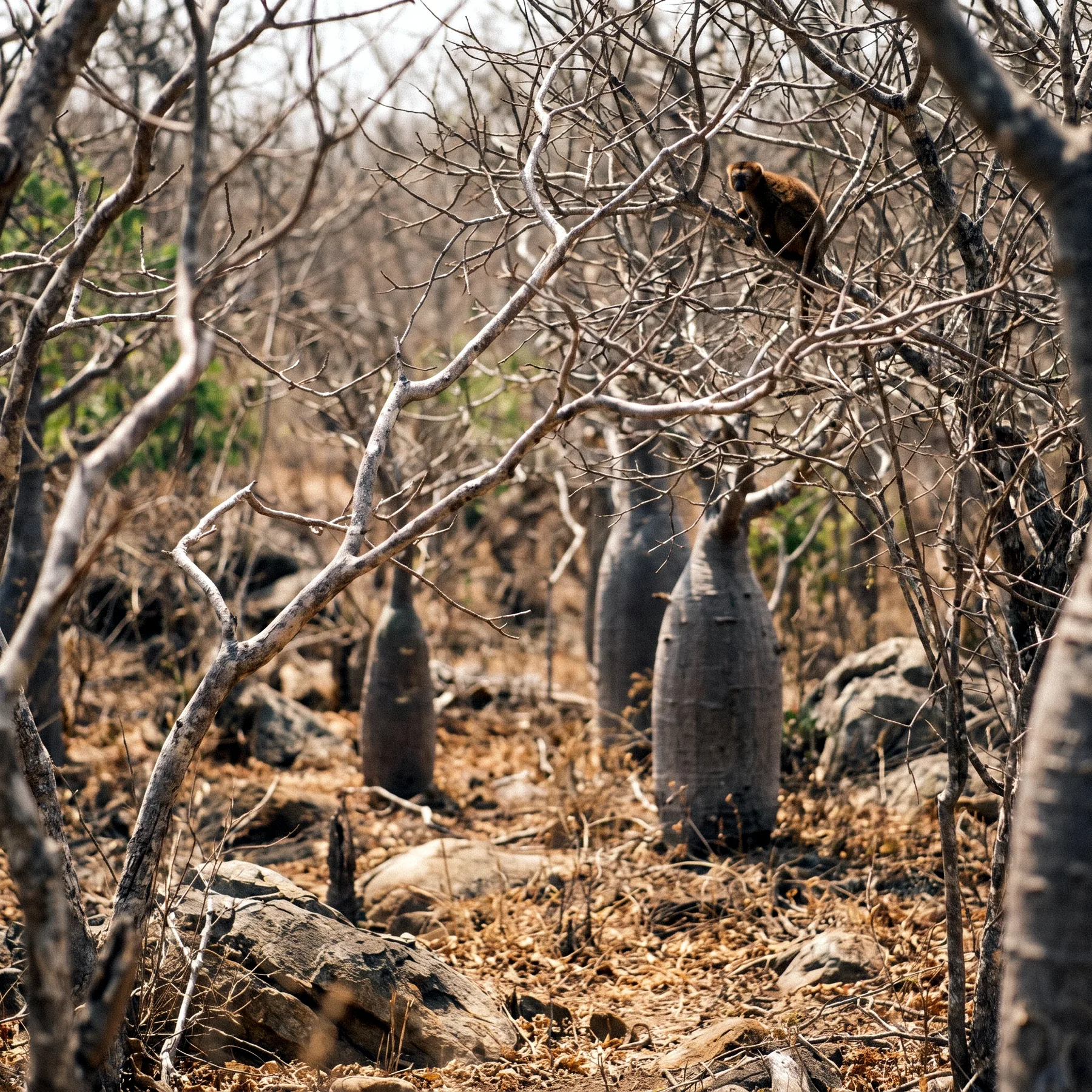 Milieu de vie typique de l'espèce Eulemur mongoz