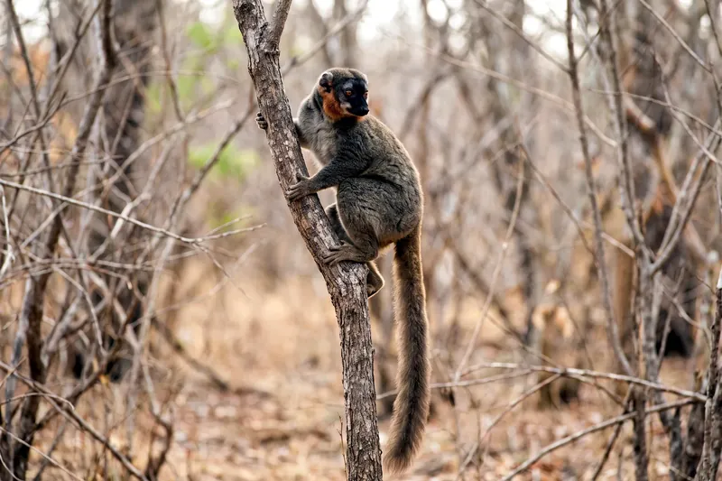 Lémur mongoz adulte agrippé à une branche, pelage gris-brun, longue queue touffue, museau clair, dans une forêt sèche.