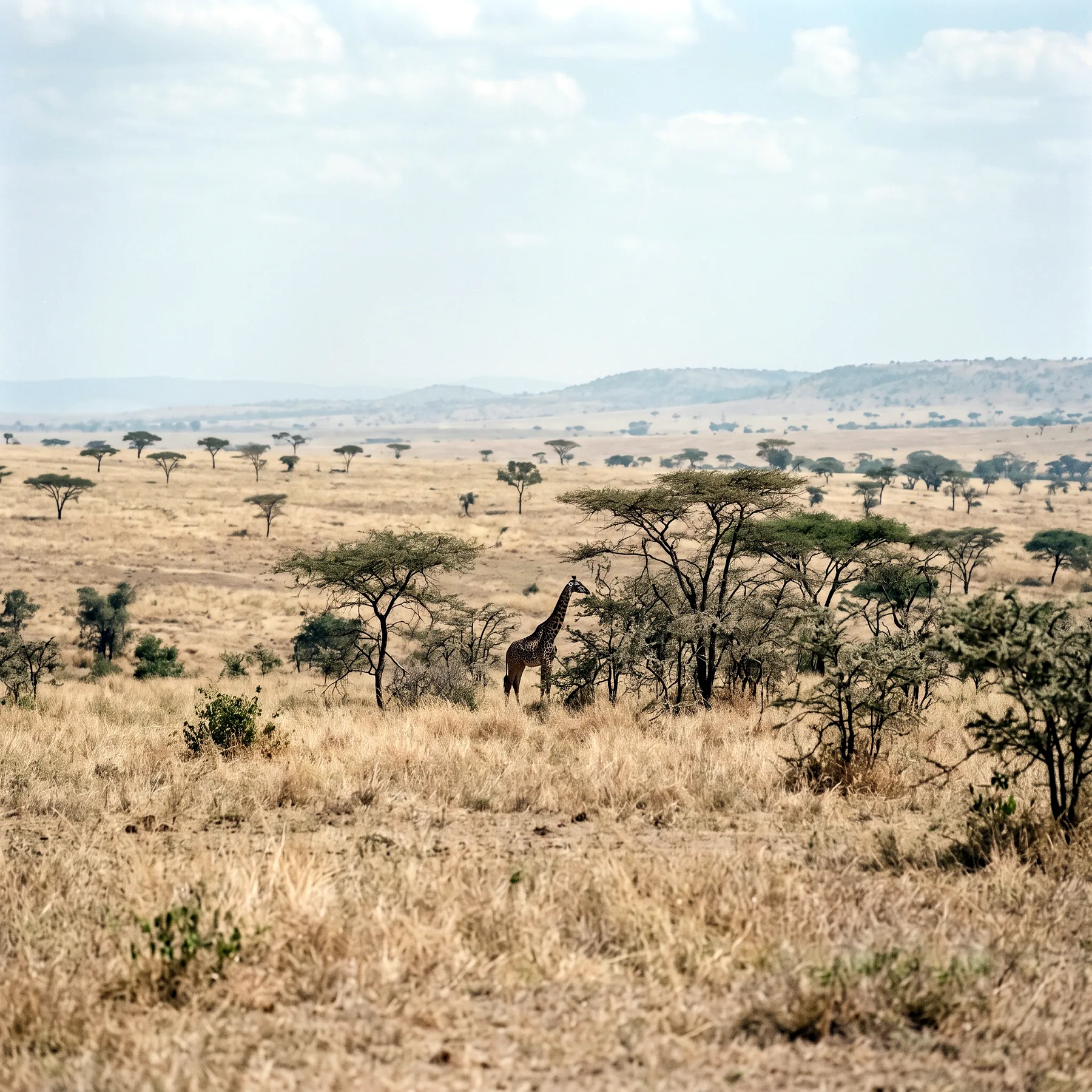 Milieu de vie typique de l'espèce Giraffa camelopardalis