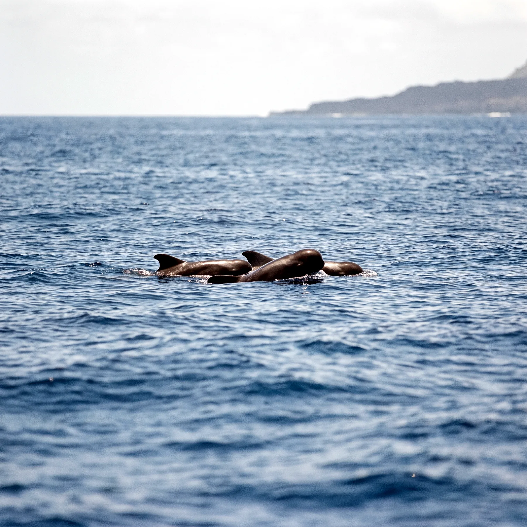 Milieu de vie typique de l'espèce Globicephala macrorhynchus