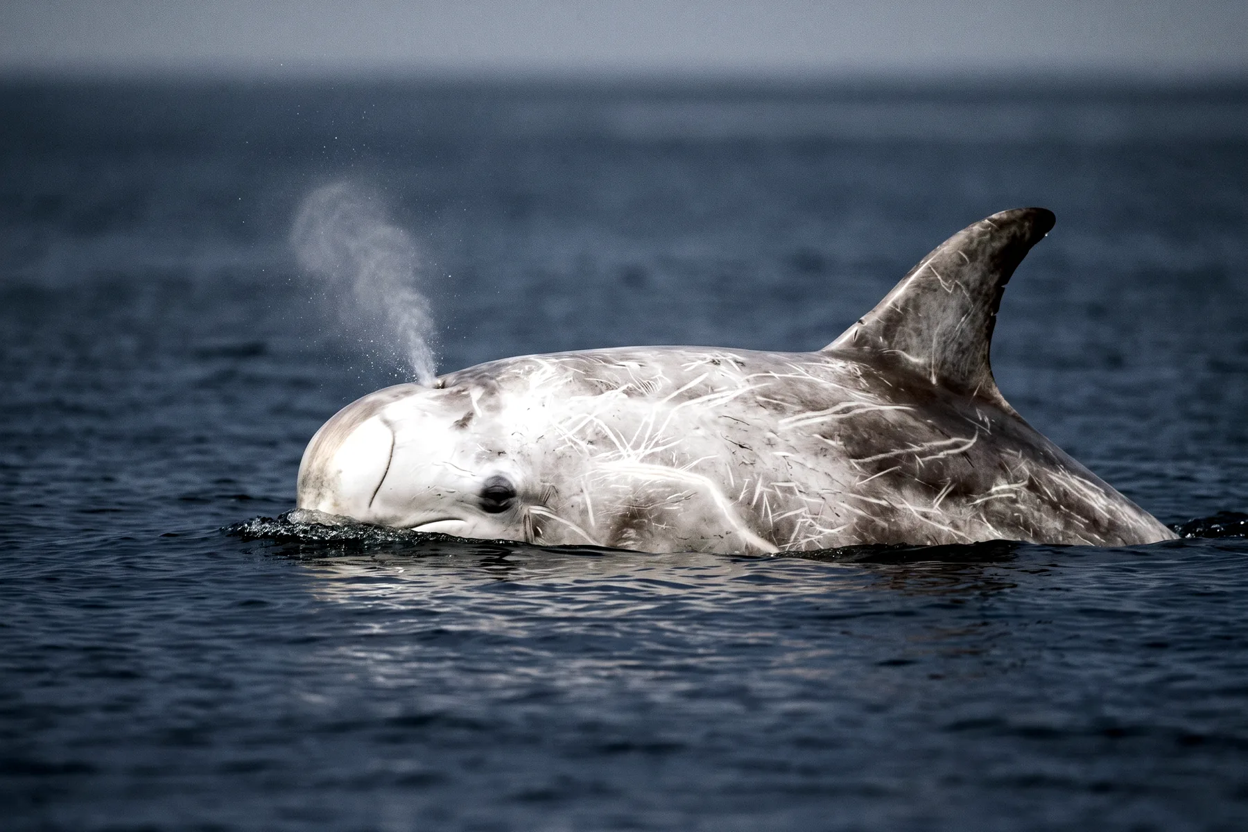 Dauphin de Risso adulte gris clair couvert de cicatrices blanches, tête ronde sans bec, grande nageoire dorsale, en surface.
