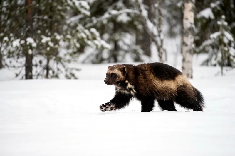 Glouton adulte au pelage brun foncé avec bandes latérales claires, museau clair, corps trapu et pattes larges sur la neige.