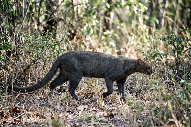 Jaguarondi au corps allongé et bas sur pattes, tête petite et oreilles arrondies, pelage uni gris-brun, longue queue.